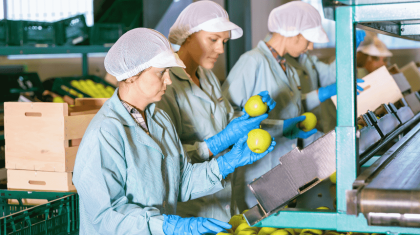 Працівник на сортування яблук